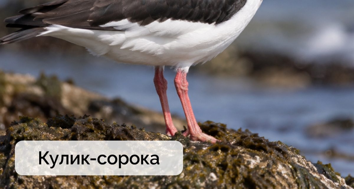 На Великорецкой тропе нашли давно не встречавшегося дубровника и кулика-сороку с ярким клювом